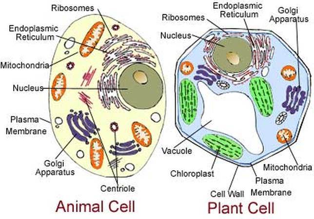 Bagian sel yang dimiliki oleh sel tumbuhan dan sel hewan adalah . . . .