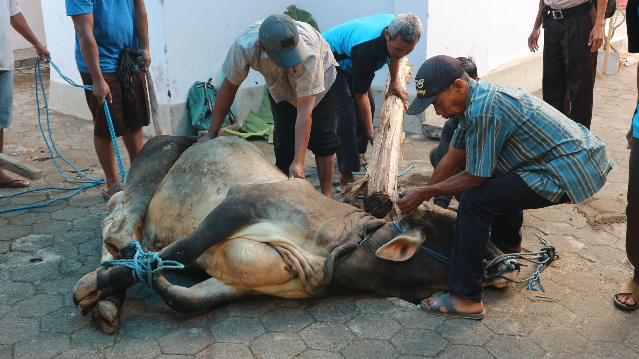 Idul Adha, SMP Negeri 1 Wates Sembelih Hewan Kurban